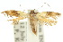  ( - 10ANIC-05460)  @14 [ ] CreativeCommons - Attribution (2010) CBG Photography Group Centre for Biodiversity Genomics