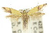  ( - 10ANIC-05464)  @15 [ ] CreativeCommons - Attribution (2010) CBG Photography Group Centre for Biodiversity Genomics