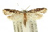  ( - 10ANIC-05469)  @11 [ ] CreativeCommons - Attribution (2010) CBG Photography Group Centre for Biodiversity Genomics