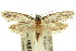  (Erechthias epomadia - 10ANIC-05477)  @15 [ ] CreativeCommons - Attribution (2010) CBG Photography Group Centre for Biodiversity Genomics