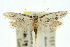  ( - 10ANIC-05479)  @14 [ ] CreativeCommons - Attribution (2010) CBG Photography Group Centre for Biodiversity Genomics