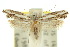  (Erechthias beeblebroxi - 10ANIC-05487)  @13 [ ] CreativeCommons - Attribution (2010) CBG Photography Group Centre for Biodiversity Genomics