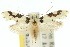  (Erechthias sp. ANIC1 - 10ANIC-05490)  @15 [ ] CreativeCommons - Attribution (2010) CBG Photography Group Centre for Biodiversity Genomics