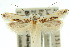  (Erechthias mystacinella - 10ANIC-05500)  @14 [ ] CreativeCommons - Attribution (2010) CBG Photography Group Centre for Biodiversity Genomics