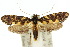 (Acridotarsa - 10ANIC-05510)  @15 [ ] CreativeCommons - Attribution (2010) CBG Photography Group Centre for Biodiversity Genomics