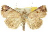  ( - 10ANIC-05533)  @15 [ ] CreativeCommons - Attribution (2010) CBG Photography Group Centre for Biodiversity Genomics