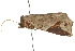 ( - 10ANIC-05534)  @13 [ ] CreativeCommons - Attribution (2010) CBG Photography Group Centre for Biodiversity Genomics