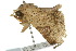  ( - 10ANIC-05549)  @13 [ ] CreativeCommons - Attribution (2010) CBG Photography Group Centre for Biodiversity Genomics