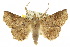  ( - 10ANIC-05550)  @14 [ ] CreativeCommons - Attribution (2010) CBG Photography Group Centre for Biodiversity Genomics