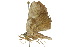  ( - 10ANIC-05552)  @14 [ ] CreativeCommons - Attribution (2010) CBG Photography Group Centre for Biodiversity Genomics