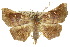  ( - 10ANIC-05553)  @15 [ ] CreativeCommons - Attribution (2010) CBG Photography Group Centre for Biodiversity Genomics
