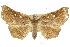  ( - 10ANIC-05554)  @15 [ ] CreativeCommons - Attribution (2010) CBG Photography Group Centre for Biodiversity Genomics