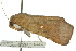  ( - 10ANIC-05555)  @12 [ ] CreativeCommons - Attribution (2010) CBG Photography Group Centre for Biodiversity Genomics
