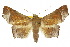  ( - 10ANIC-05557)  @15 [ ] CreativeCommons - Attribution (2010) CBG Photography Group Centre for Biodiversity Genomics