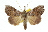  (Hyperlopha - 10ANIC-05563)  @15 [ ] CreativeCommons - Attribution (2010) CBG Photography Group Centre for Biodiversity Genomics