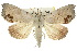  (Hyperlopha cristifera - 10ANIC-05564)  @15 [ ] CreativeCommons - Attribution (2010) CBG Photography Group Centre for Biodiversity Genomics