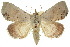  ( - 10ANIC-05565)  @11 [ ] CreativeCommons - Attribution (2010) CBG Photography Group Centre for Biodiversity Genomics