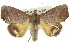  (Hyperlopha aridela - 10ANIC-05568)  @15 [ ] CreativeCommons - Attribution (2010) CBG Photography Group Centre for Biodiversity Genomics