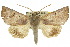  (Hyperlopha amicta - 10ANIC-05572)  @15 [ ] CreativeCommons - Attribution (2010) CBG Photography Group Centre for Biodiversity Genomics