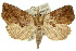  ( - 10ANIC-05587)  @15 [ ] CreativeCommons - Attribution (2010) CBG Photography Group Centre for Biodiversity Genomics