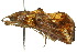  ( - 10ANIC-05588)  @14 [ ] CreativeCommons - Attribution (2010) CBG Photography Group Centre for Biodiversity Genomics