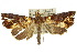  ( - 10ANIC-05590)  @13 [ ] CreativeCommons - Attribution (2010) CBG Photography Group Centre for Biodiversity Genomics