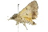  ( - 10ANIC-05591)  @13 [ ] CreativeCommons - Attribution (2010) CBG Photography Group Centre for Biodiversity Genomics