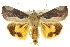  (Hypocala guttiventris - 10ANIC-05594)  @15 [ ] CreativeCommons - Attribution (2010) CBG Photography Group Centre for Biodiversity Genomics
