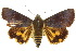  (Hypocala violacea - 10ANIC-05596)  @13 [ ] CreativeCommons - Attribution (2010) CBG Photography Group Centre for Biodiversity Genomics