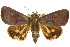  ( - 10ANIC-05597)  @12 [ ] CreativeCommons - Attribution (2010) CBG Photography Group Centre for Biodiversity Genomics