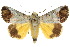  ( - 10ANIC-05598)  @15 [ ] CreativeCommons - Attribution (2010) CBG Photography Group Centre for Biodiversity Genomics