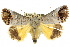  ( - 10ANIC-05599)  @15 [ ] CreativeCommons - Attribution (2010) CBG Photography Group Centre for Biodiversity Genomics