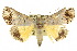  (Hypocala affinis - 10ANIC-05600)  @15 [ ] CreativeCommons - Attribution (2010) CBG Photography Group Centre for Biodiversity Genomics