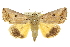 ( - 10ANIC-05601)  @15 [ ] CreativeCommons - Attribution (2010) CBG Photography Group Centre for Biodiversity Genomics