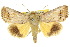  ( - 10ANIC-05602)  @15 [ ] CreativeCommons - Attribution (2010) CBG Photography Group Centre for Biodiversity Genomics