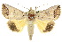  ( - 10ANIC-05603)  @14 [ ] CreativeCommons - Attribution (2010) CBG Photography Group Centre for Biodiversity Genomics
