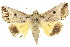  ( - 10ANIC-05604)  @15 [ ] CreativeCommons - Attribution (2010) CBG Photography Group Centre for Biodiversity Genomics