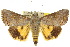  (Hypocala sp. ANIC2 - 10ANIC-05605)  @15 [ ] CreativeCommons - Attribution (2010) CBG Photography Group Centre for Biodiversity Genomics