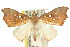  ( - 10ANIC-05617)  @15 [ ] CreativeCommons - Attribution (2010) CBG Photography Group Centre for Biodiversity Genomics