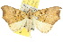  ( - 10ANIC-05618)  @11 [ ] CreativeCommons - Attribution (2010) CBG Photography Group Centre for Biodiversity Genomics