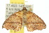  ( - 10ANIC-05619)  @14 [ ] CreativeCommons - Attribution (2010) CBG Photography Group Centre for Biodiversity Genomics