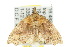  ( - 10ANIC-05620)  @14 [ ] CreativeCommons - Attribution (2010) CBG Photography Group Centre for Biodiversity Genomics