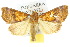  ( - 10ANIC-05630)  @14 [ ] CreativeCommons - Attribution (2010) CBG Photography Group Centre for Biodiversity Genomics