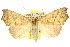  (Anomis psamathodes - 10ANIC-05645)  @15 [ ] CreativeCommons - Attribution (2010) CBG Photography Group Centre for Biodiversity Genomics