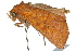  ( - 10ANIC-05647)  @13 [ ] CreativeCommons - Attribution (2010) CBG Photography Group Centre for Biodiversity Genomics