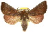  (Anomis sp. ANIC1 - 10ANIC-05652)  @15 [ ] CreativeCommons - Attribution (2010) CBG Photography Group Centre for Biodiversity Genomics