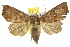  ( - 10ANIC-05657)  @14 [ ] CreativeCommons - Attribution (2010) CBG Photography Group Centre for Biodiversity Genomics