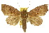  (Anomis albitibia - 10ANIC-05660)  @15 [ ] CreativeCommons - Attribution (2010) CBG Photography Group Centre for Biodiversity Genomics