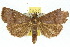  ( - 10ANIC-05691)  @15 [ ] CreativeCommons - Attribution (2010) CBG Photography Group Centre for Biodiversity Genomics