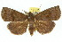  ( - 10ANIC-05693)  @15 [ ] CreativeCommons - Attribution (2010) CBG Photography Group Centre for Biodiversity Genomics